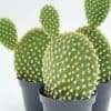 Bunny Ear Prickly Pear Cactus