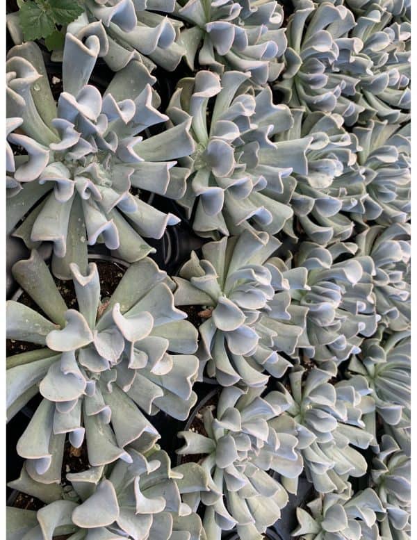 Topsy Turvy Succulent, Echeveria runyonii Mexican &#8216;Hens and Chicks&#8217;, Silver Spoons Echeveria, Upside-Down Echeveria Live Rare, Plantly