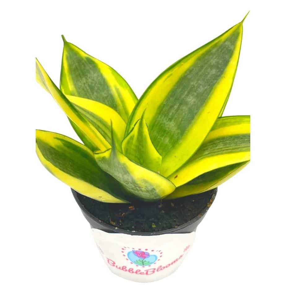 Golden Hahnii, Yellow and Green Snake Plant, Variegated Sansevieria trifasciata, Well rooted Starter Succulent snakeplant in 2 inch pot Golden Hahnii, Yellow and Green Snake Plant, Variegated Sansevieria trifasciata, Well rooted Starter Succulent snakeplant in 2 inch pot