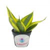Golden Hahnii, Yellow and Green Snake Plant, Variegated Sansevieria trifasciata, Well rooted Starter Succulent snakeplant in 2 inch pot