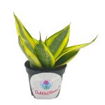 Golden Hahnii, Yellow and Green Snake Plant, Variegated Sansevieria trifasciata, Well rooted Starter Succulent snakeplant in 2 inch pot