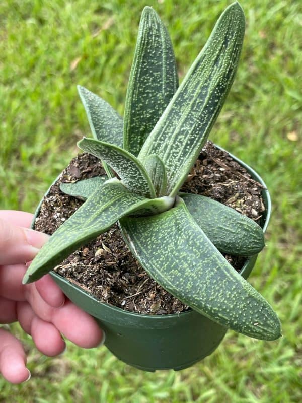 Gasteria batesiana, Very Big, Cow Tongue, G.D.Rowley Xanthorrhoeaceae Little Warty in a 4 inch pot, Plantly