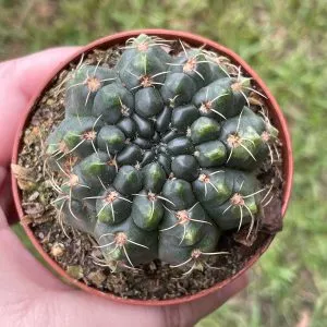 Gymnocalycium baldianum Thread Cactus, Very filled 3 inch pot