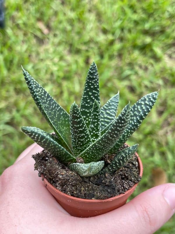 Haworthia pumila, Royal highness, lace aloe, Pearl Plant, Tulista pumila, Haworthia margaritifera in a 2 inch pot super cute, Plantly