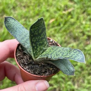 Gasteria pillansii, Green Dragon, Smooth, very rare, limited, in a 2 inch pot super cute