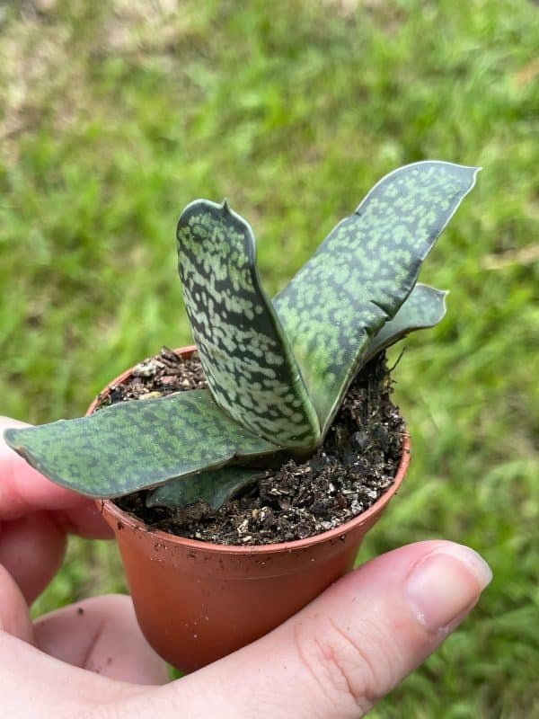Gasteria pillansii, Green Dragon, Smooth, very rare, limited, in a 2 inch pot super cute