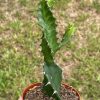 Euphorbia Trigona TWIST / Twisted Lactea, Super Rare Variegation Candelabra spurge
