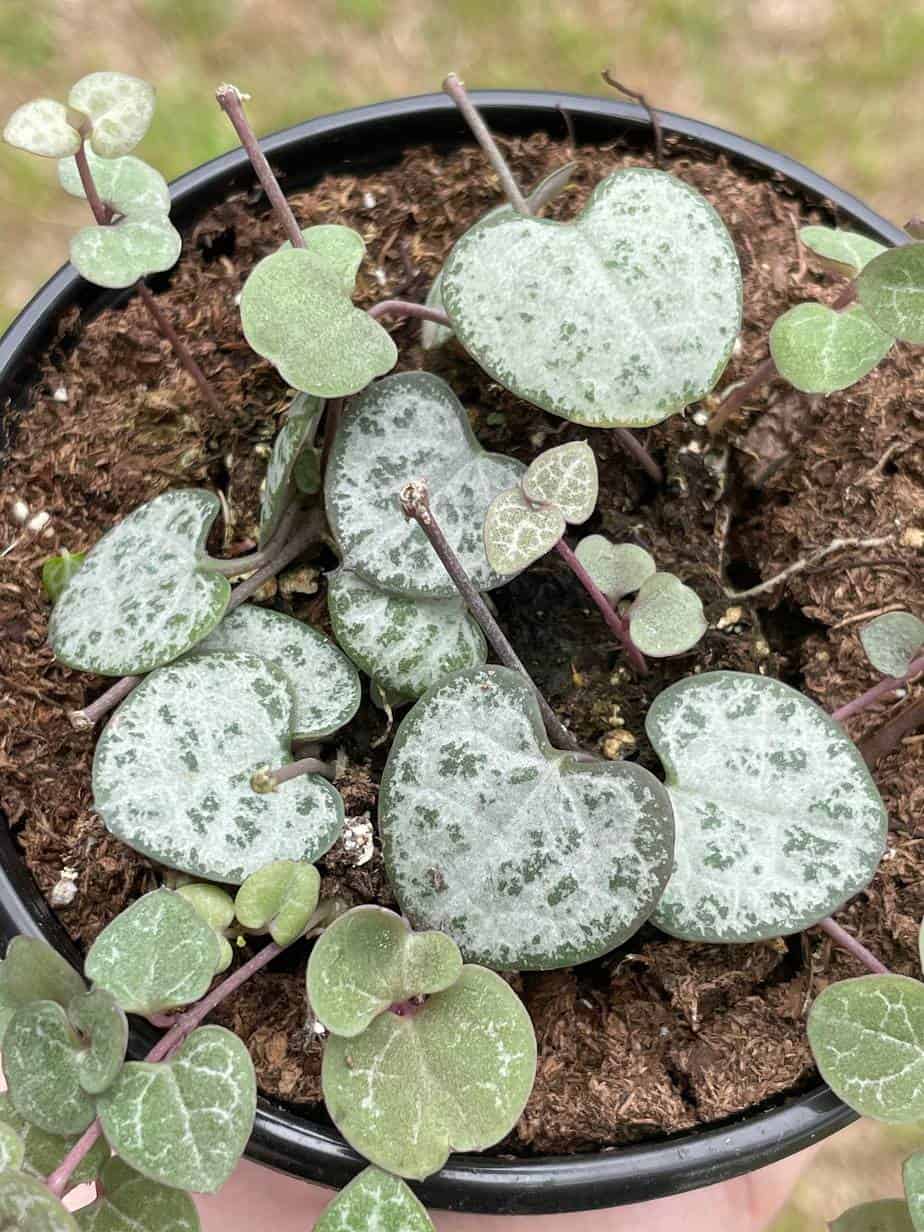 String of Hearts, Ceropegia woodii, very filled in a 4 inch pot String of Hearts, Ceropegia woodii, very filled in a 4 inch pot