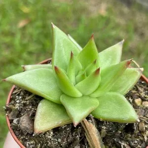 Echeveria agavoides, Molded-wax Agave, in 3 inch pot, super filled