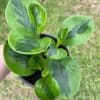 Variegated American rubberplant, Peperomia obtusifolia, Spoonleaf marble rubber peperomia, in a 4 inch pot, very filled healthy