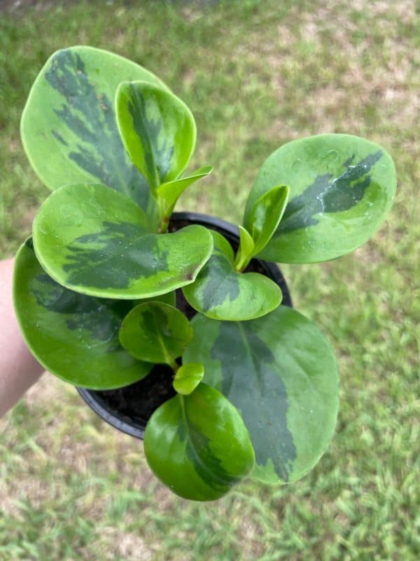 Variegated American rubberplant, Peperomia obtusifolia, Spoonleaf marble rubber peperomia, in a 4 inch pot, very filled healthy, Plantly