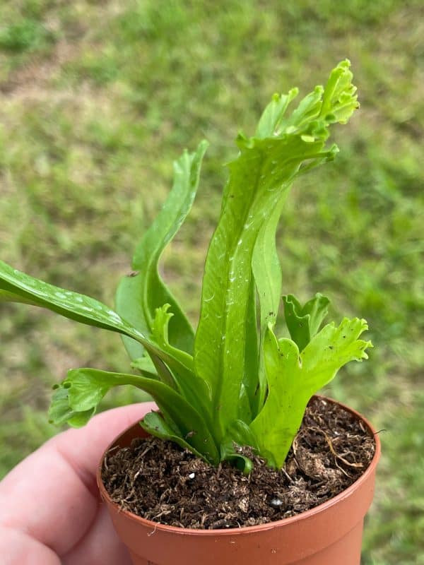 Fishtail Fern, Microsorum Punctatum Grandiceps, limited, in a 2 inch pot super cute, Plantly