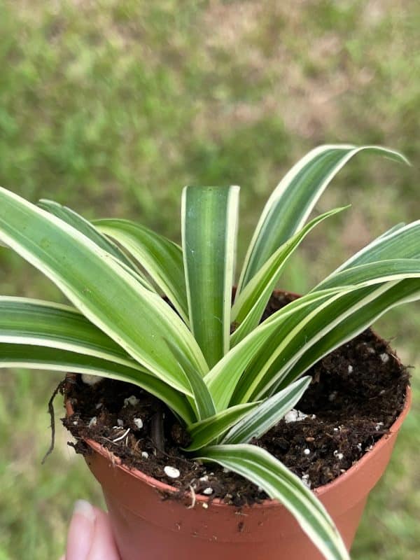 Spider plant, Chlorophytum comosum, limited, in a 2 inch pot super cute