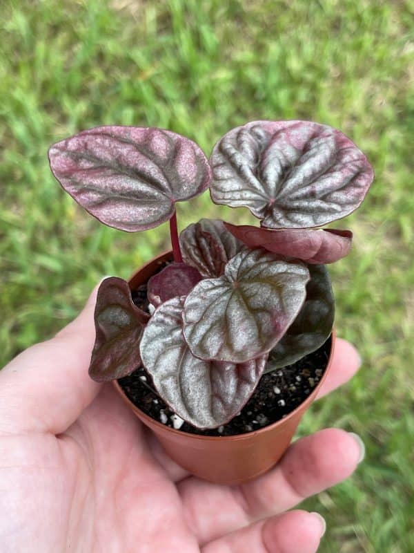 Red Peperomia caperata, Red Emerald Ripple, Frost, Platinum, limited, in a 2 inch pot super cute, Plantly