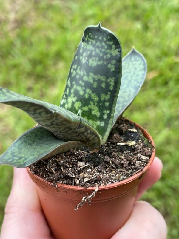 a growing type of green dragon plant