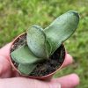Gasteria pillansii, Varigated, no markings, smooth green color, very rare, limited, in a 2 inch pot super cute