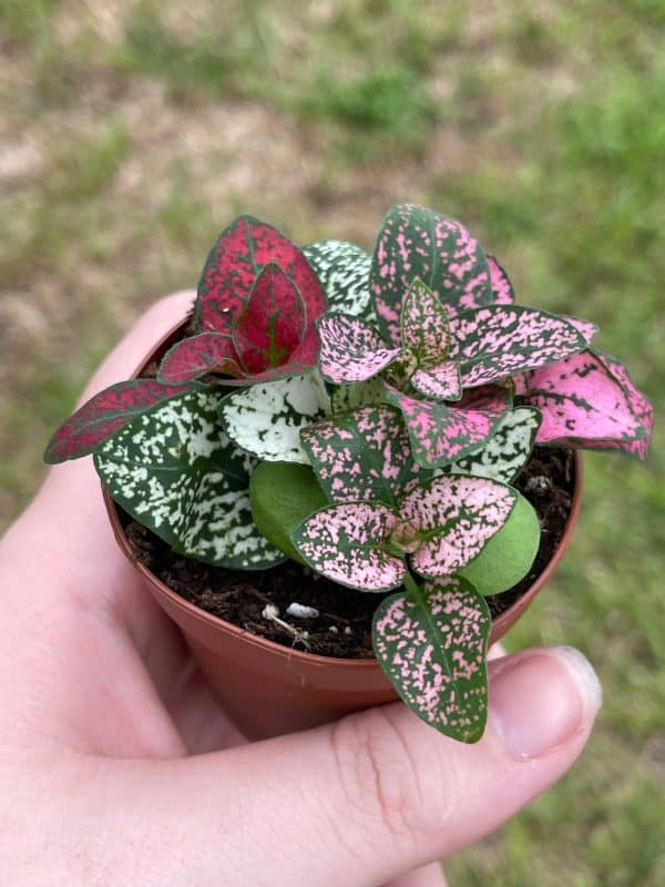 Polka-dot-plant, Hypoestes phyllostachya, limited, in a 2 inch pot super cute, Plantly