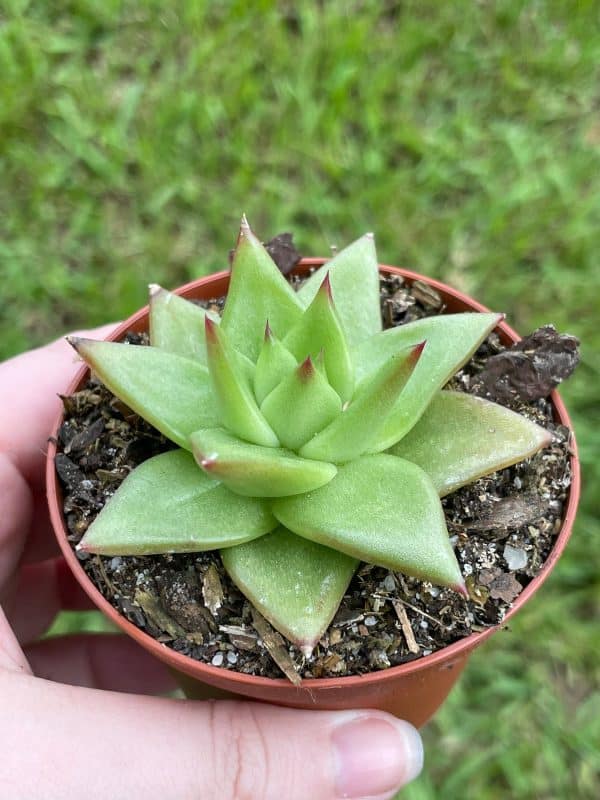 Echeveria agavoides, Molded-wax Agave, in 3 inch pot, super filled, Plantly