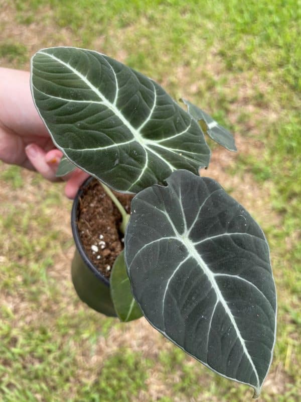 Alocasia Black Velvet, Jewel Alocasia in a 4 inch pot, very filled healthy, Plantly