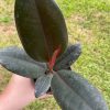 Ficus elastica, Rubberplant, India rubber plant, India rubber tree, India rubber fig,in a 4 inch pot, very filled healthy