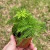 Asparagus fern, Asparagus setaceus, limited, in a 2 inch pot super cute