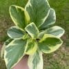 Variegated Peperomia obtusifolia, Marble Rubber Spoonleaf Plant, magnoliifolia rubberplant, very filled in a 4 inch pot, very filled