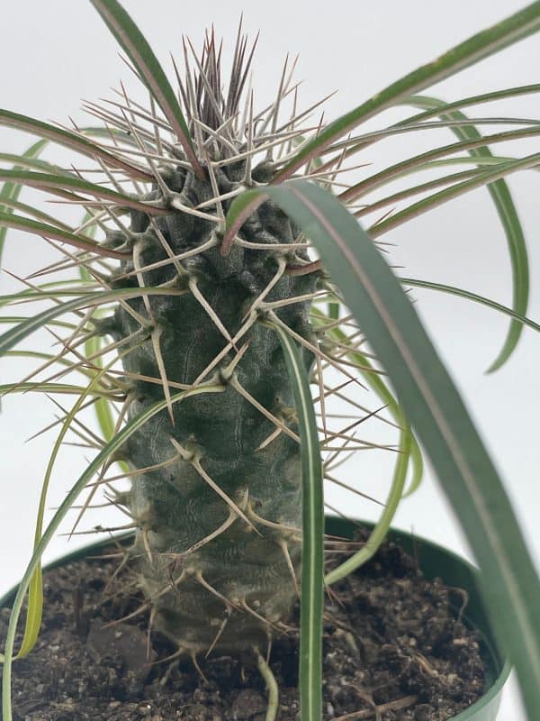 Madagascar Palm, Pachypodium Lamerei, in a 4 inch pot, Large Pachy geayi Costantin &amp; Bois, Plantly