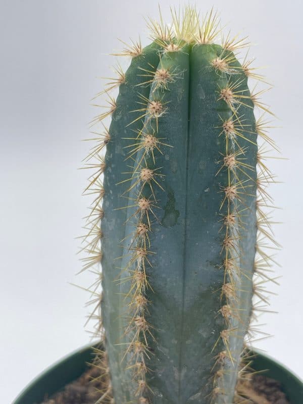Blue Columnar Cactus, Pilosocereus pachycladus Cacti, Column cactus, tall blue torch cactus, in 2 inch square pot, Plantly