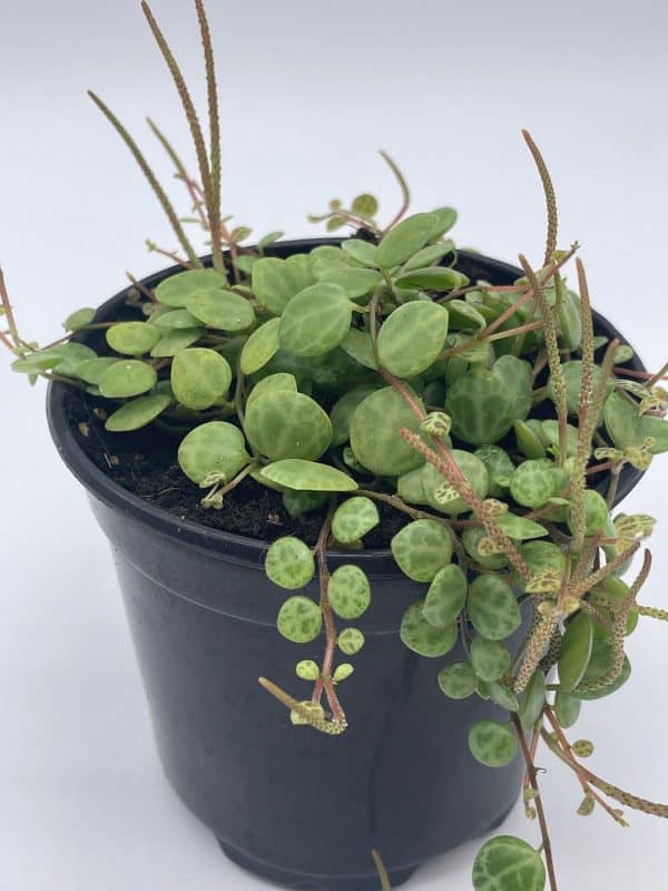 String of Turtles, Peperomia prostrata, very filled in a 4 inch pot, Plantly
