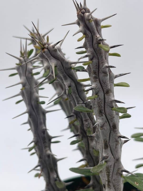 Madagascar Ocotillo (Madigascan) African Alluaudia procera, 4 inch white cactus, Plantly