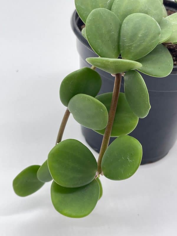 Peperomia hope, Peperomia rotundifolia, pecuniifolia in a 4 inch pot, very filled, Plantly