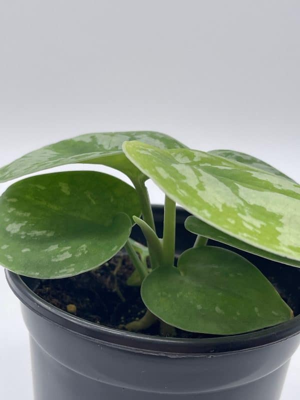 Satin Pothos, Silver Vine, Silver Cloud, Silk Pothos Silver Philodendron in a 4 inch pot, very filled, Plantly
