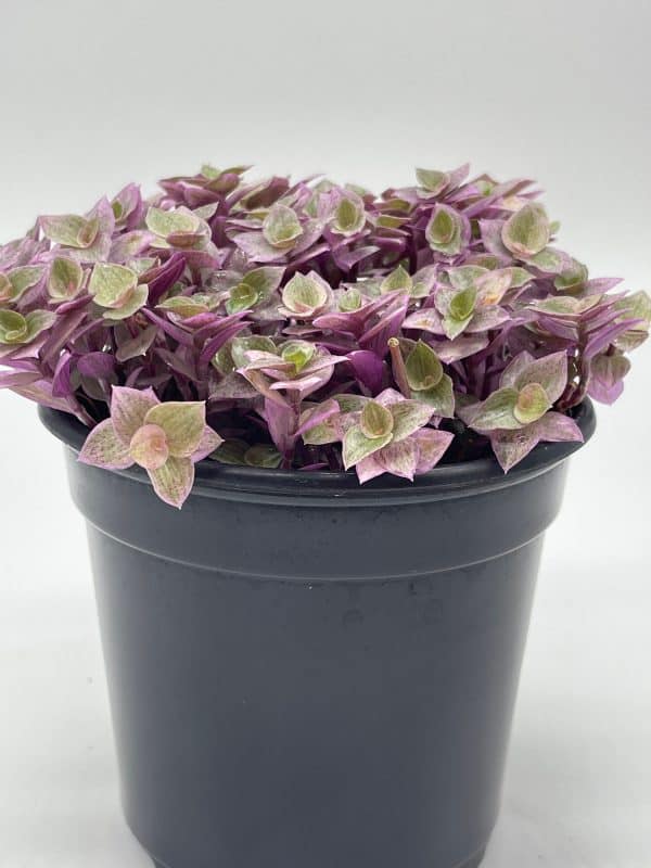 Callisia repens Pink Panther, Turtle Vine in a 4 inch pot, very filled, Plantly