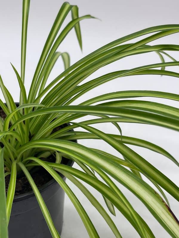 Spider Plant, Chlorophytum comosum, Ribbon Plant, in a 4 inch pot, very filled