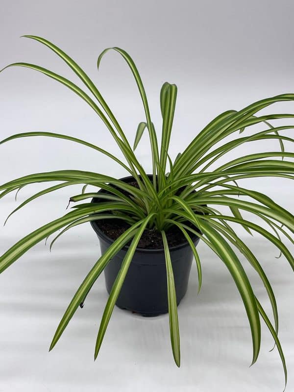 Spider Plant, Chlorophytum comosum, Ribbon Plant, in a 4 inch pot, very filled