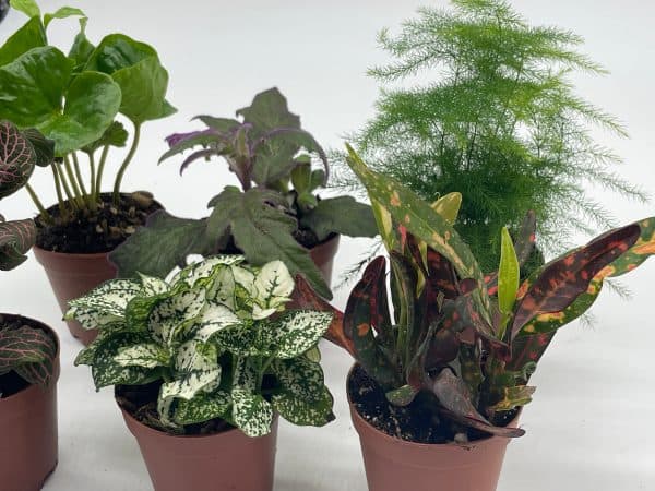 Premium Foliage Assortment, Colorful Fern set, Asparagus Fern, African Violet and more, succulent collection, in 2 inch pots, plant gift, Plantly