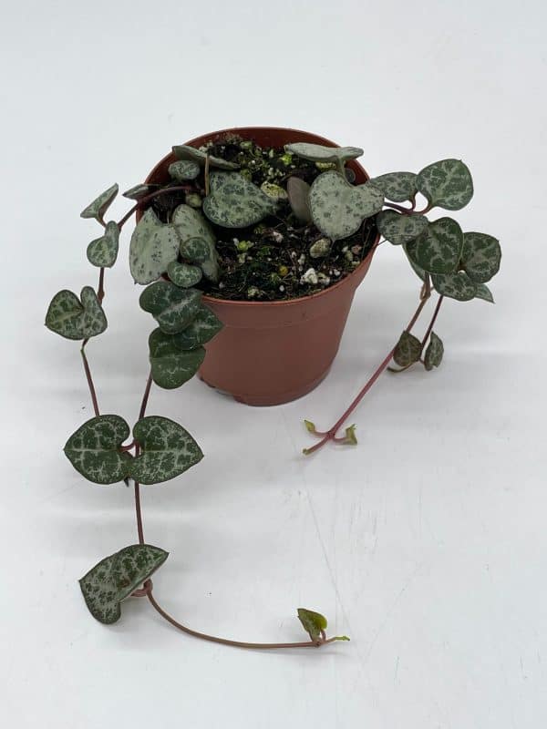 String of Hearts, Ceropegia woodii, in 2 inch pot Super cute great plant gift, collector&#8217;s succulent, live potted rooted and wrapped, Plantly
