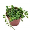 String of Pearls, Senecio rowleyanus, in 2 inch pot Super cute great plant gift, collector's succulent, live potted rooted and wrapped