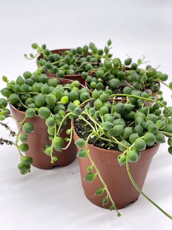 String of Pearls, Senecio rowleyanus, in 2 inch pot Super cute great plant gift, collector&#8217;s succulent, live potted rooted and wrapped, Plantly