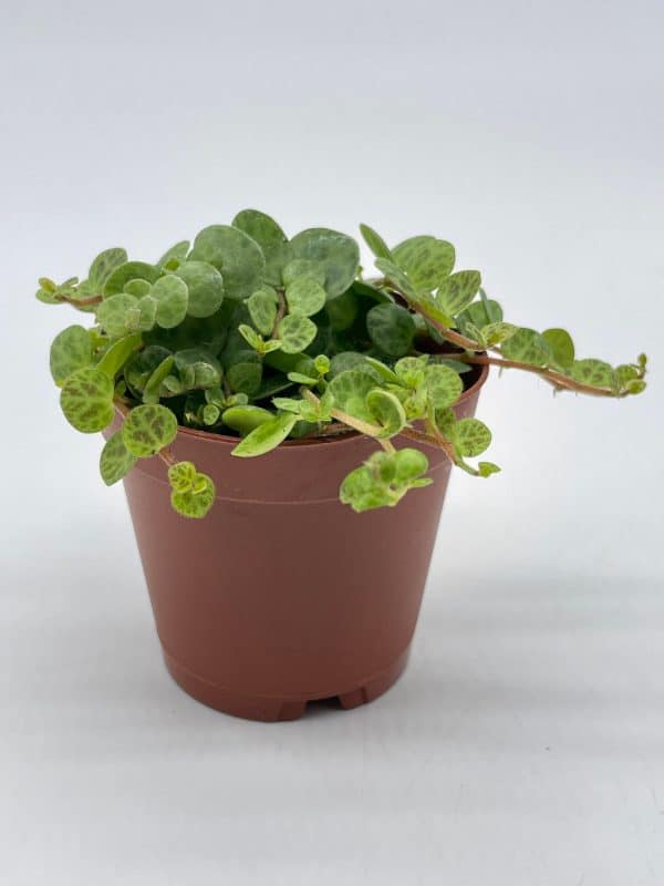 String of Turtles, Peperomia prostrata, in 2 inch pot Super cute great plant gift, collector&#8217;s succulent, live potted rooted and wrapped, Plantly