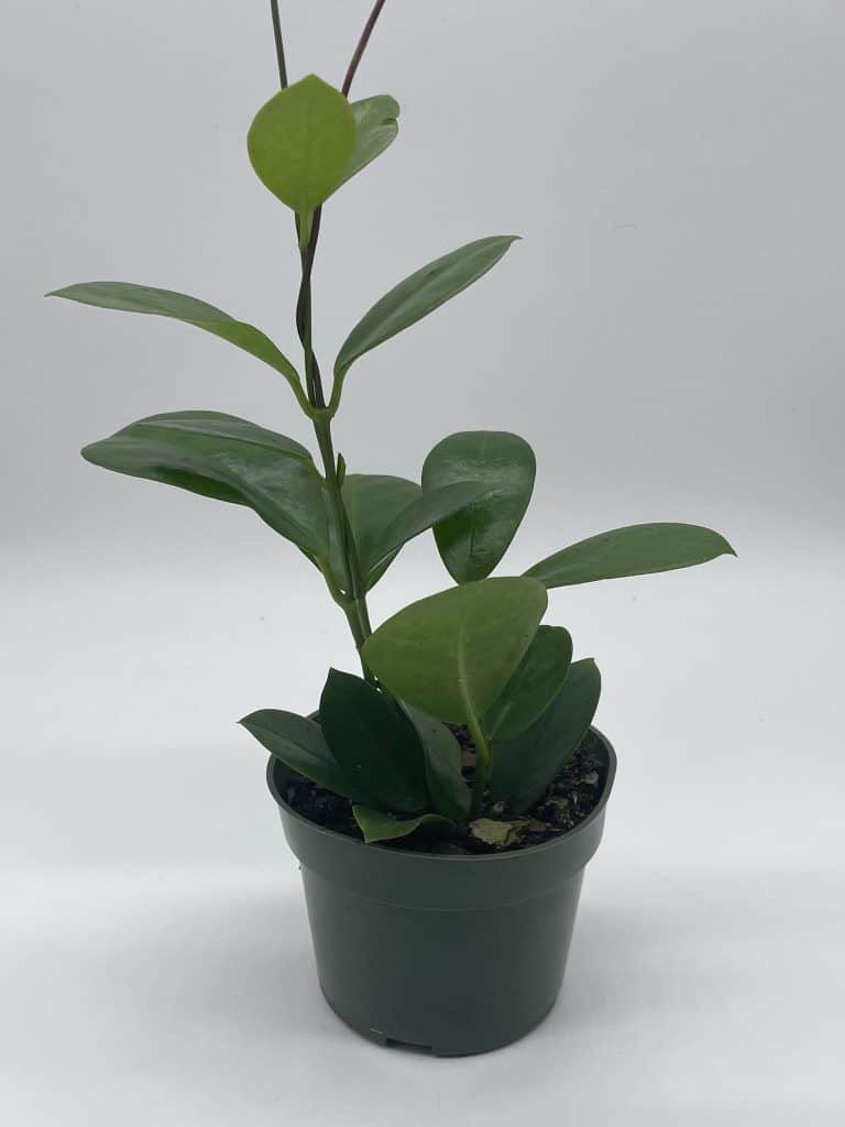 Hoya australis, Lisa, Very full 4" potted starter, ready for 46" pot, Honeyplant Samoan