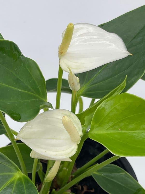 Anthurium White, Very Rare Limited Live plant with flower, in a 4 inch pot, Plantly