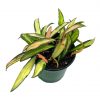 variegated hoya wayetii, Very Rare Limited Live plant, Super Filled in 4 inch pot