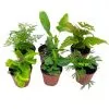 Fern Variety Assortment, 6 different Fern plants, in 2 inch pots, Super cute, best gift, plant collection set, variety bundle