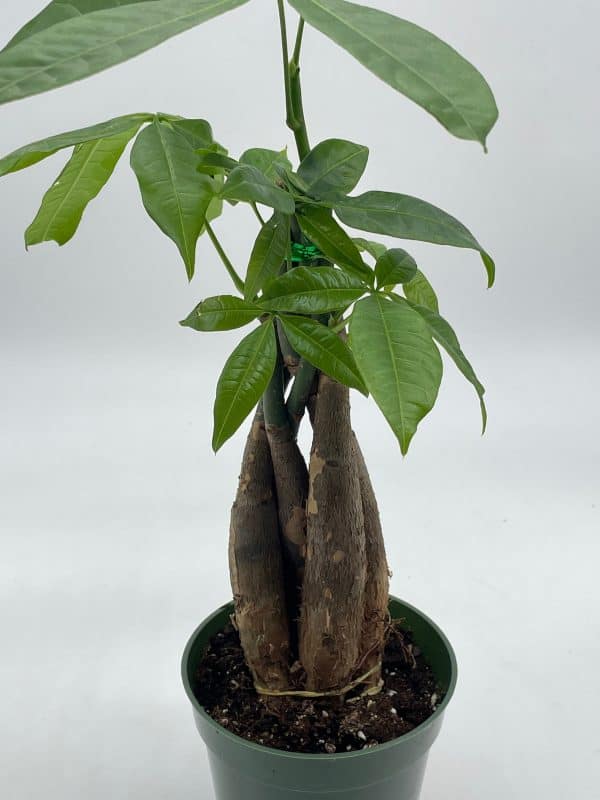 Money Tree, Pachira aquatica, water chestnut, very large bonsai plant, Perfect Houseplant, Guiana Malabar, in a 4 inch pot ready for 6 inch, Plantly