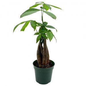 Money Tree, Pachira aquatica, water chestnut, very large bonsai plant, Perfect Houseplant, Guiana Malabar, in a 4 inch pot ready for 6 inch