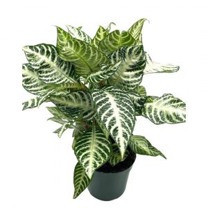 zebra plant in a pot zebra plant in a pot