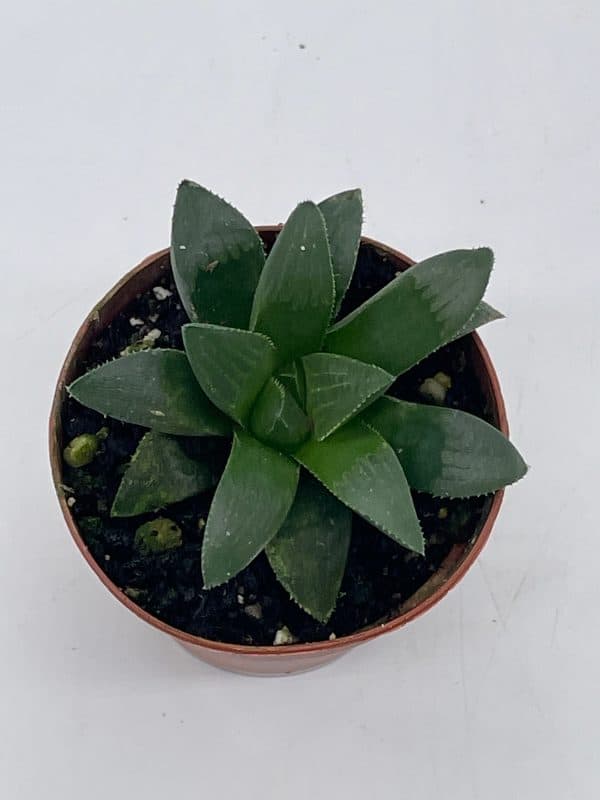 African emeralds, Rare Haworthia Retusa, in 2 inch pot Super cute great plant gift, collector&#8217;s succulent, live potted rooted and wrapped, Plantly