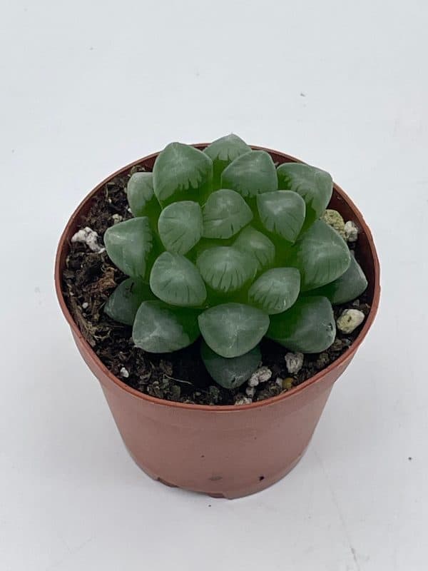Haworthia cooperi, Rare Clear Crystal Variegation, Baker Orthperi, in 2.5” pot obtusa, sky lantern, collector succulent, live potted rooted, Plantly
