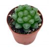 Haworthia cooperi, Rare Clear Crystal Variegation, Baker Orthperi, in 2.5” pot obtusa, sky lantern, collector succulent, live potted rooted